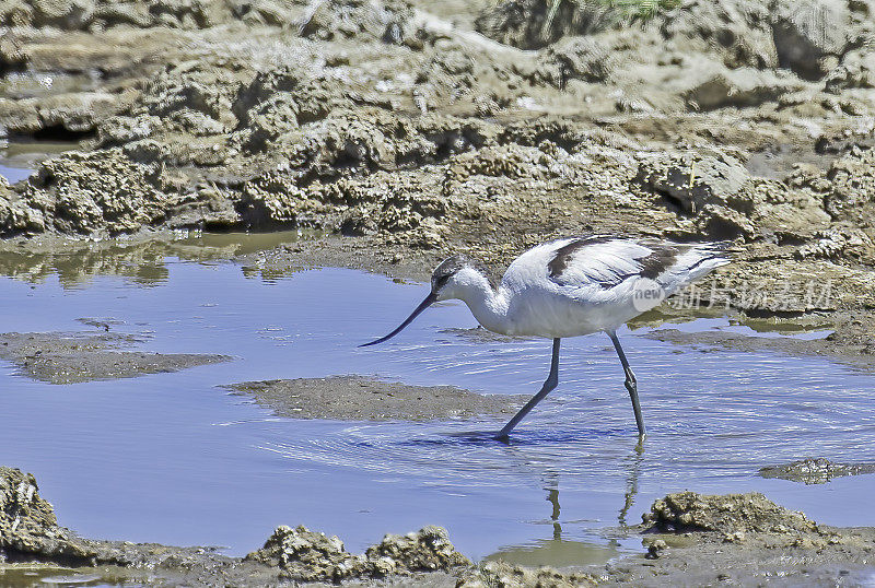 斑鳄(Recurvirostra avosetta)是一种大型的黑白涉禽，属于鳄梨和高跷科，即Recurvirostridae。纳库鲁湖国家公园，肯尼亚